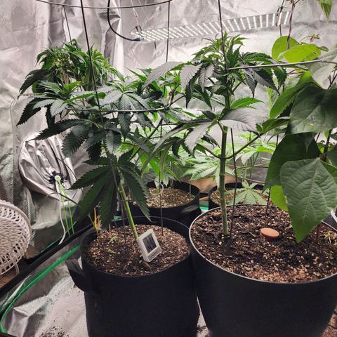 the Esoteric (Magus) growlog timeline photo