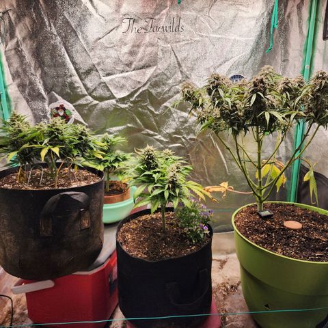 the Esoteric (Magus) growlog timeline photo