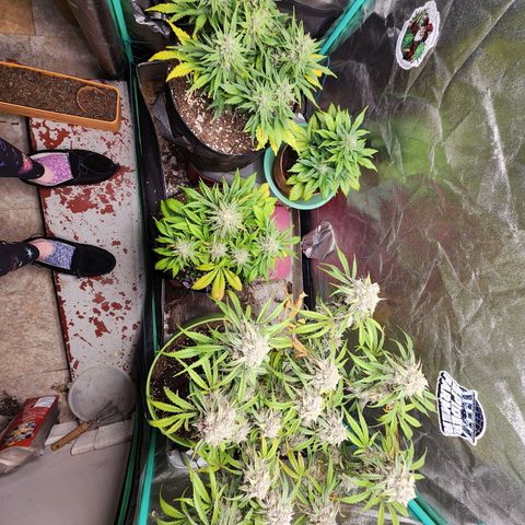the Esoteric (Magus) growlog timeline photo