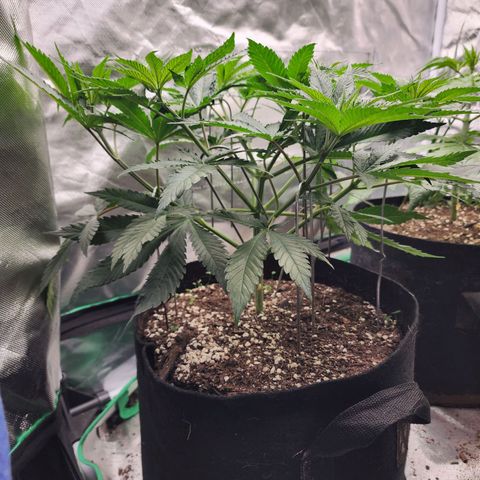 the Esoteric (Magus) growlog timeline photo