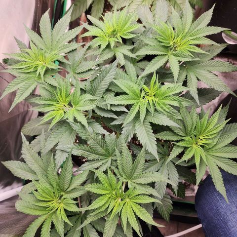 the Esoteric (Magus) growlog timeline photo
