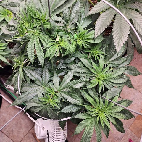 the Kineticist growlog timeline photo