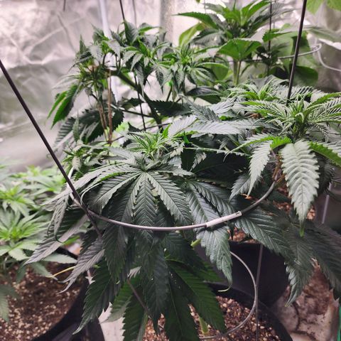 the Kineticist growlog timeline photo