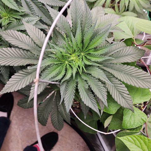 the Bloodrager growlog timeline photo