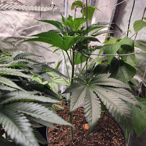 the Bloodrager growlog timeline photo
