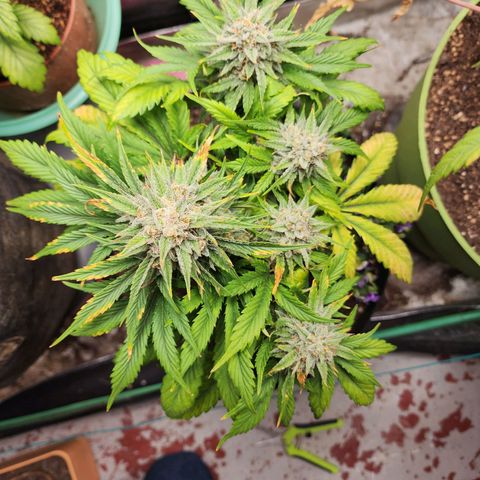 the Oracle (Livia Prime) growlog timeline photo