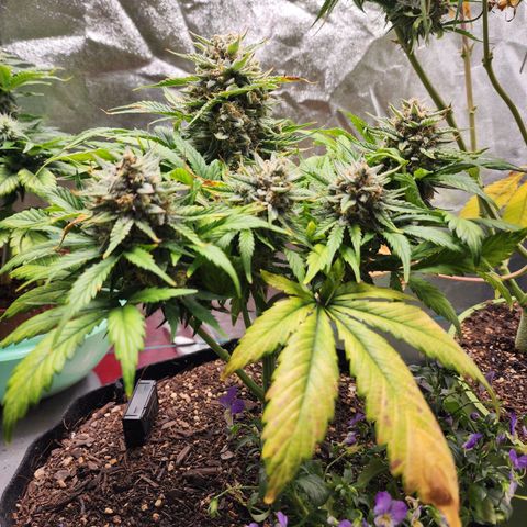 the Oracle (Livia Prime) growlog timeline photo
