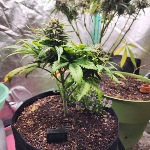 the Oracle (Livia Prime) growlog timeline photo
