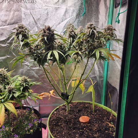 the Phalanx (Fighter) growlog timeline photo