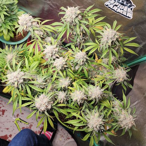the Phalanx (Fighter) growlog timeline photo