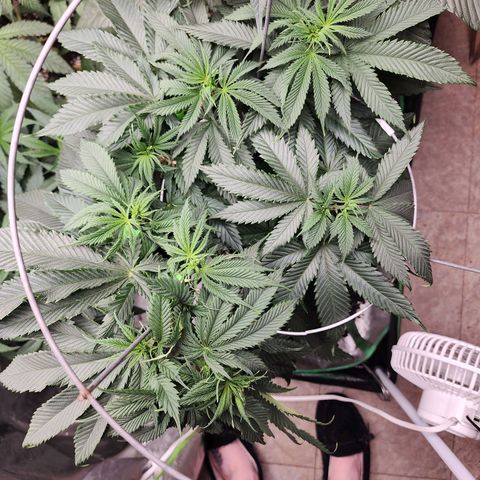 the Kineticist growlog timeline photo
