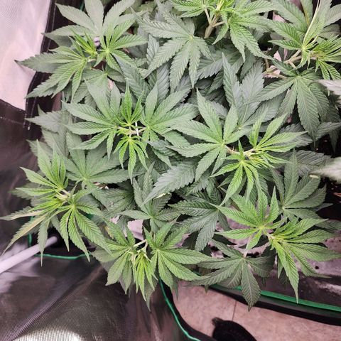 the Esoteric (Magus) growlog timeline photo