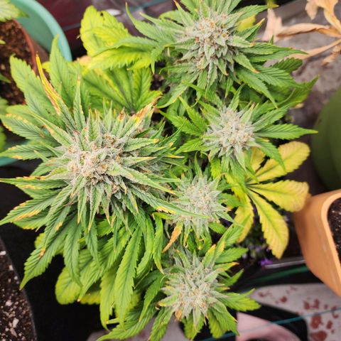the Oracle (Livia Prime) growlog timeline photo