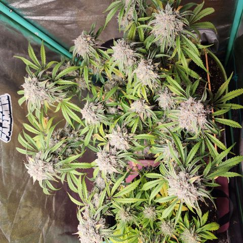 the Phalanx (Fighter) growlog timeline photo