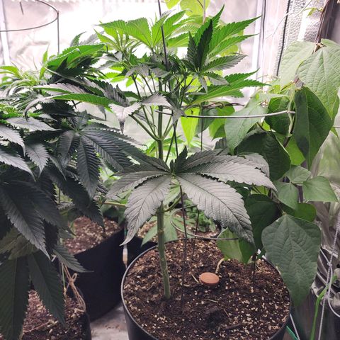 the Bloodrager growlog timeline photo