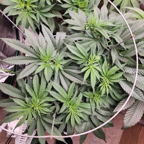 the Kineticist growlog timeline photo