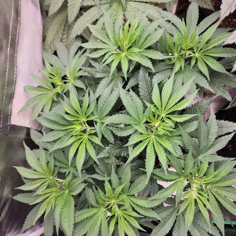 the Esoteric (Magus) growlog timeline photo