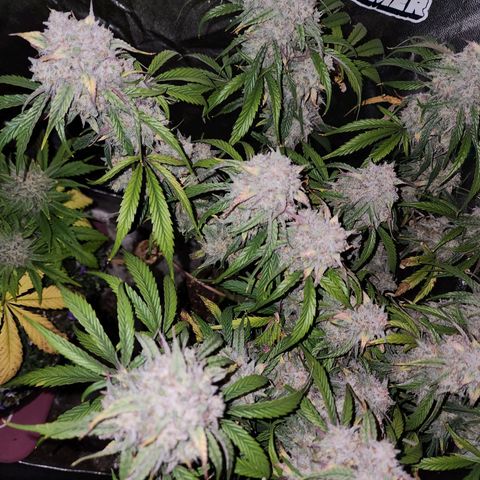 the Phalanx (Fighter) growlog timeline photo