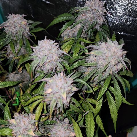 the Phalanx (Fighter) growlog timeline photo