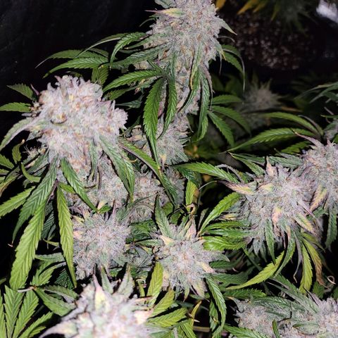 the Phalanx (Fighter) growlog timeline photo