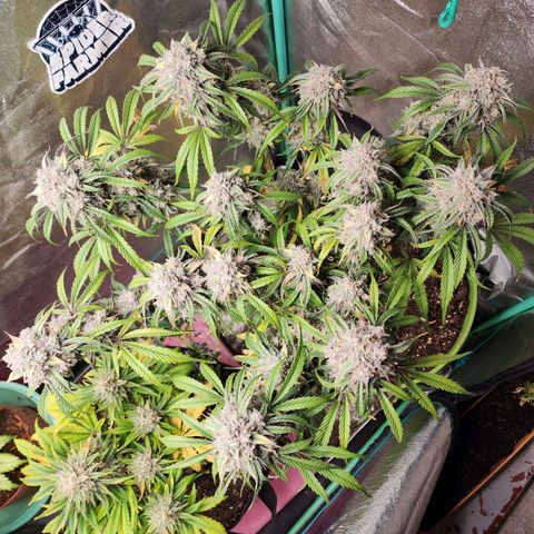 the Phalanx (Fighter) growlog timeline photo