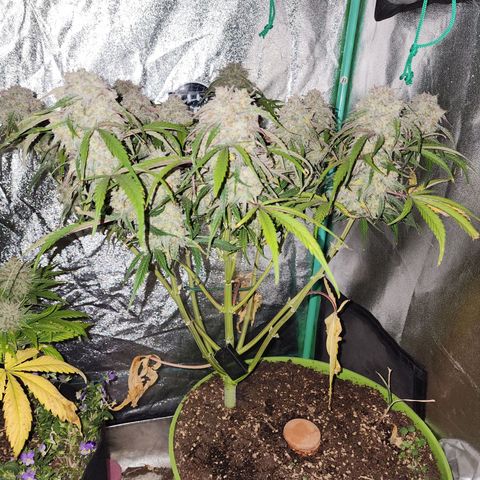the Phalanx (Fighter) growlog timeline photo