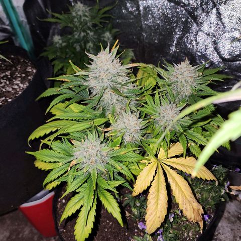 the Oracle (Livia Prime) growlog timeline photo