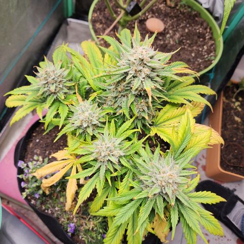 the Oracle (Livia Prime) growlog timeline photo