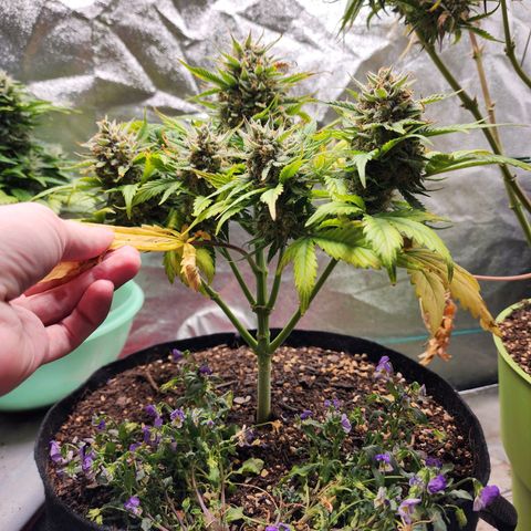 the Oracle (Livia Prime) growlog timeline photo