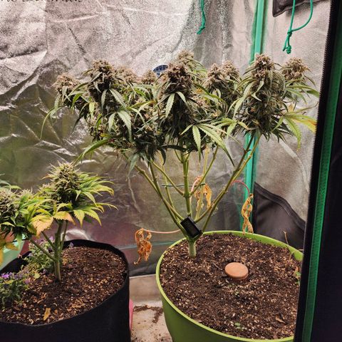 the Phalanx (Fighter) growlog timeline photo