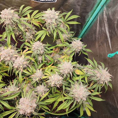 the Phalanx (Fighter) growlog timeline photo