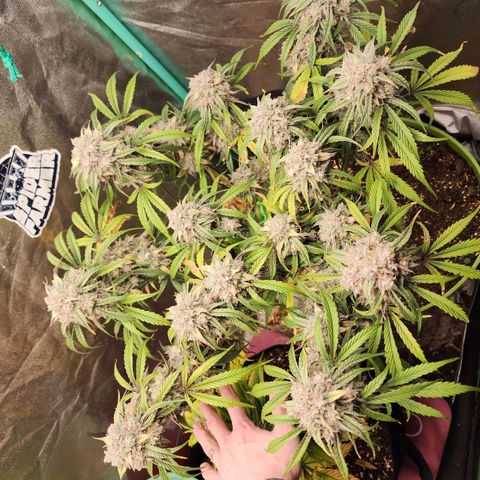 the Phalanx (Fighter) growlog timeline photo
