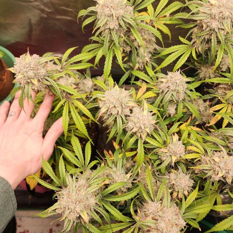 the Phalanx (Fighter) growlog timeline photo