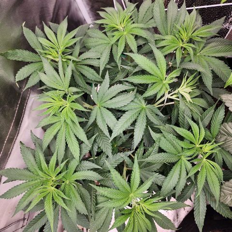 the Esoteric (Magus) growlog timeline photo