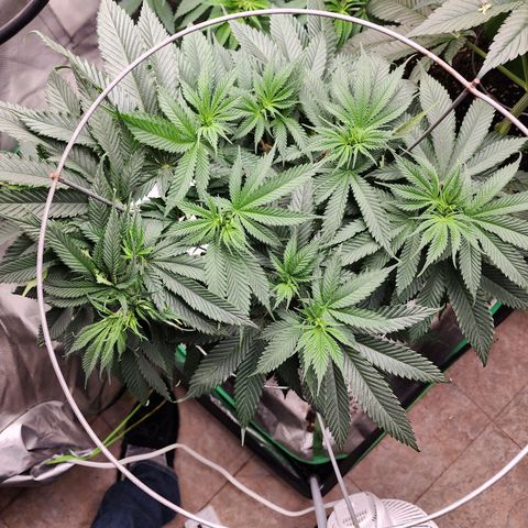 the Kineticist growlog timeline photo