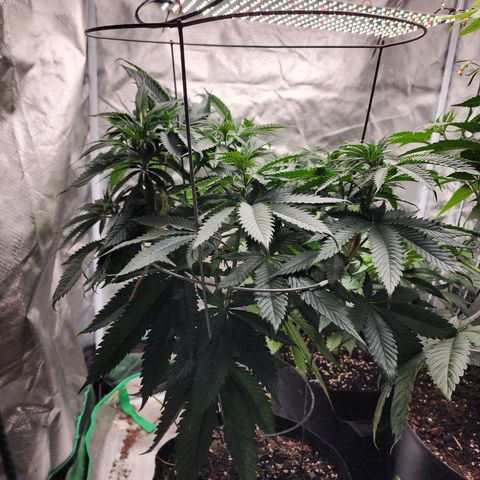the Kineticist growlog timeline photo