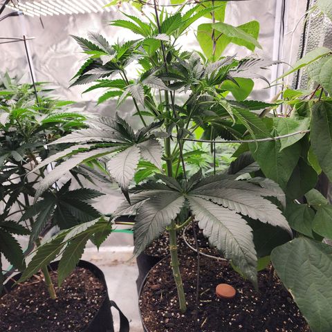the Bloodrager growlog timeline photo