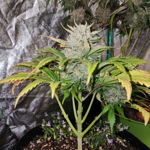 the Oracle (Livia Prime) growlog timeline photo