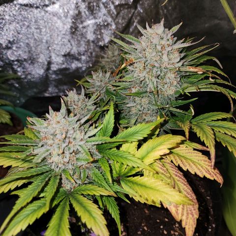 the Oracle (Livia Prime) growlog timeline photo
