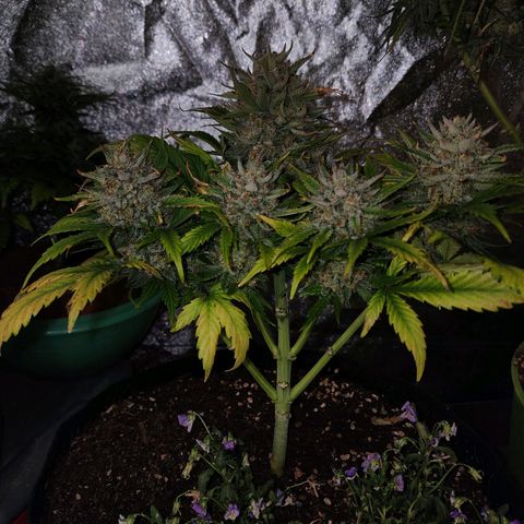 the Oracle (Livia Prime) growlog timeline photo