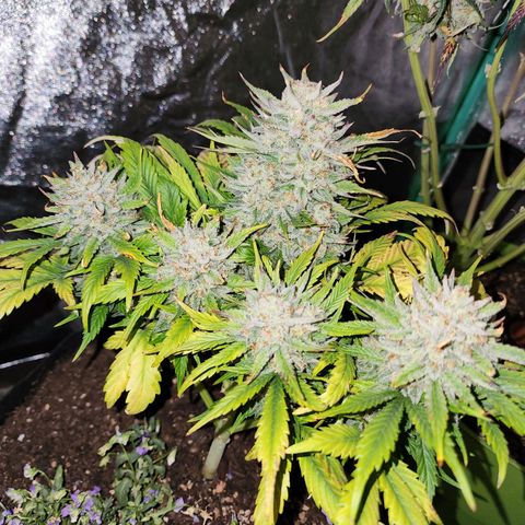 the Oracle (Livia Prime) growlog timeline photo