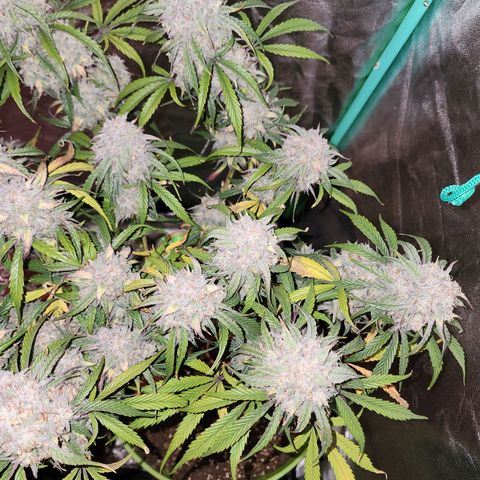 the Phalanx (Fighter) growlog photo: She was quite a blessing!