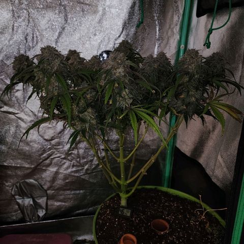 the Phalanx (Fighter) growlog photo: She was quite a blessing!