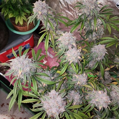 the Phalanx (Fighter) growlog photo: She was quite a blessing!