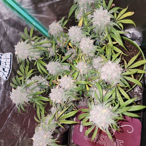 the Phalanx (Fighter) growlog photo: She was quite a blessing!