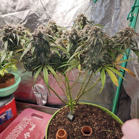 the Phalanx (Fighter) growlog photo: She was quite a blessing!