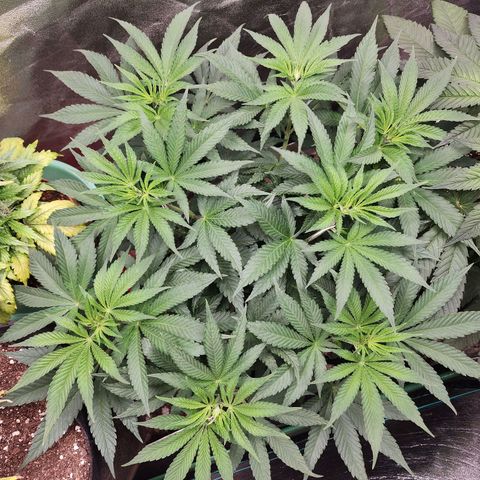 the Esoteric (Magus) growlog timeline photo