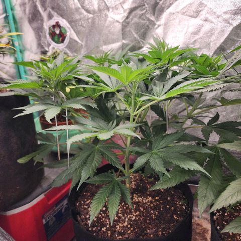the Esoteric (Magus) growlog timeline photo