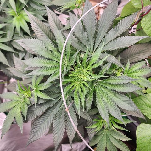 the Bloodrager growlog timeline photo