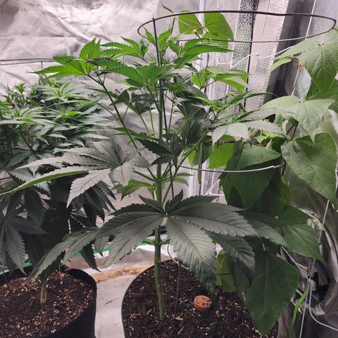 the Bloodrager growlog timeline photo